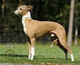 Italian Greyhound 9R031D-083